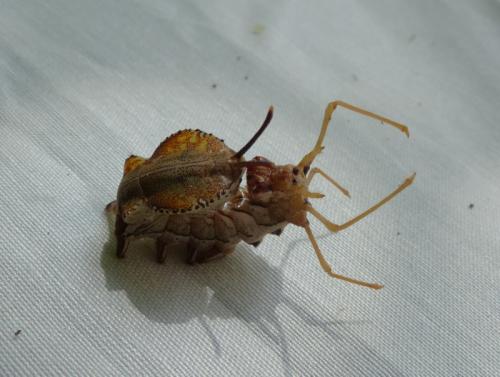 Stauropus fagi